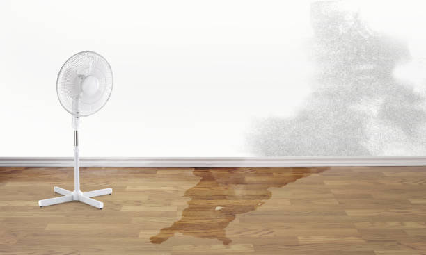 Best Water damage restoration near me  in Larch Y, WA